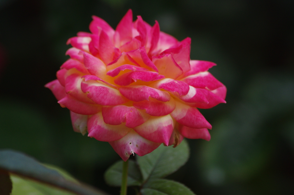 薔薇　25