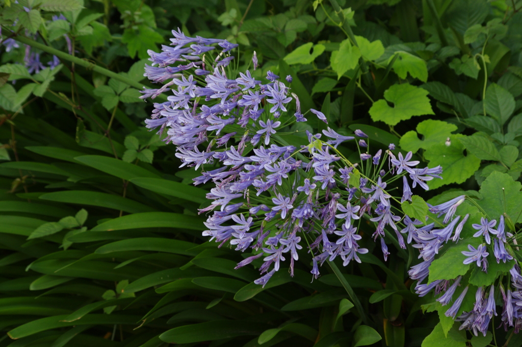 アガバンサス　日比谷公園　7月上旬