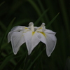 花菖蒲　1