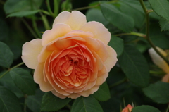 薔薇　21　港が見える丘公園　5月