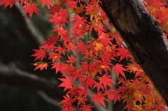 紅葉　2