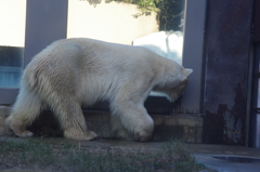 窓から水が気になる白熊君　どんだけ泳ぎたいの？
