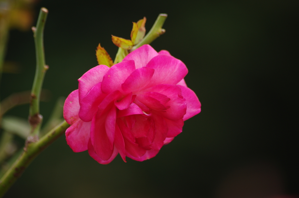 薔薇　8
