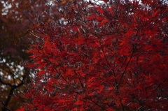 紅葉　4　旧芝離宮庭園　12月初旬