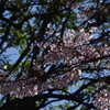 桜　4
