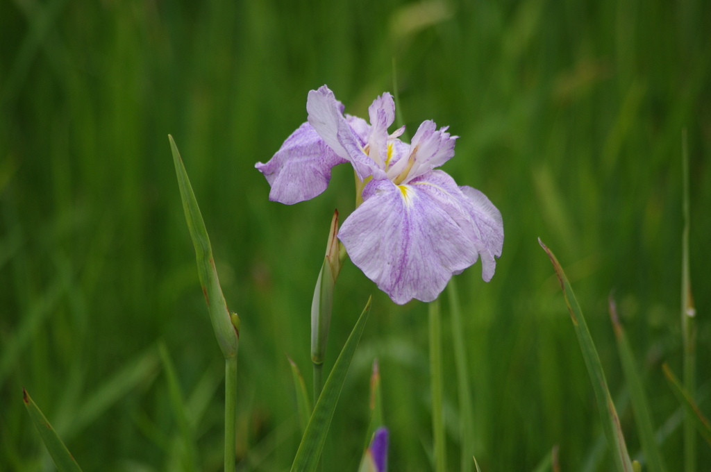 向島百花園　６月　花　6