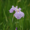 向島百花園　６月　花　6