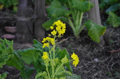 菜の花
