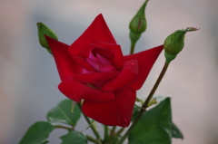 芝浦中央公園　６月　薔薇　9