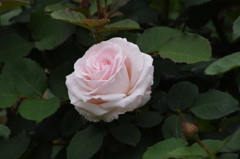 日比谷の薔薇　3　日比谷公園