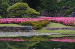 サツキの咲く池　皇居東御苑