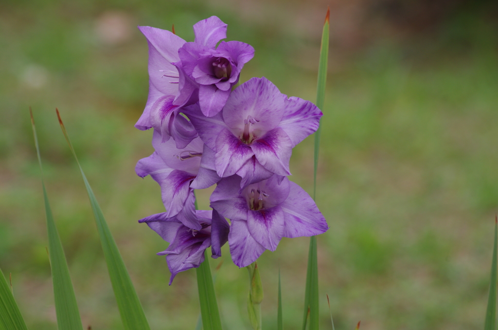 高浜運河　花壇　10