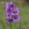 高浜運河　花壇　10