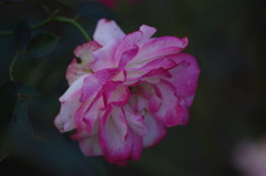 薔薇　13