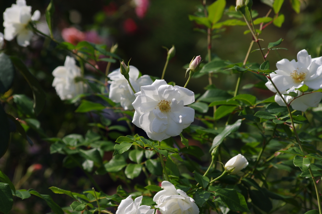 横浜の薔薇　9