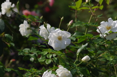 横浜の薔薇　9