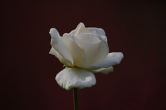 秋薔薇　5