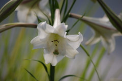 夏に似合う白　旧芝離宮庭園　1