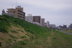 六郷橋緑地堤防　桜　３