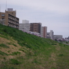 六郷橋緑地堤防　桜　３