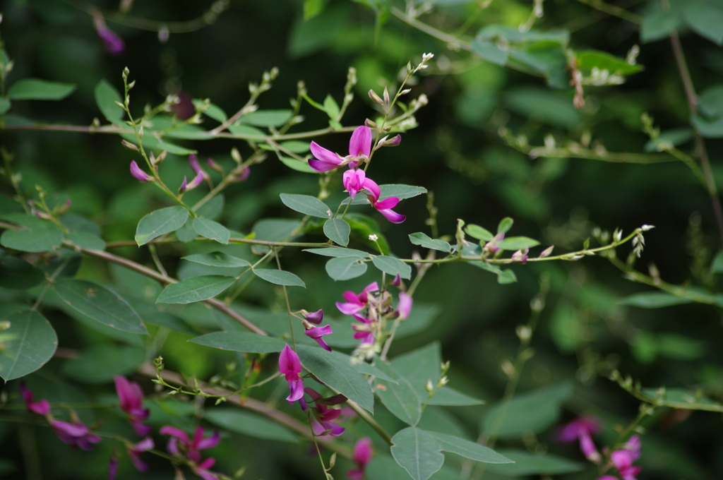 秋の七草　萩　旧芝離宮庭園　9月