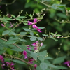 秋の七草　萩　旧芝離宮庭園　9月