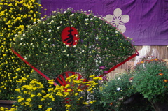 菊　5