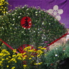 菊　5