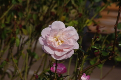 薔薇　5