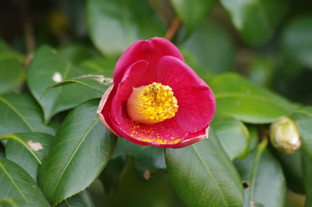 花粉一杯　ツバキ　小石川後楽園　１月