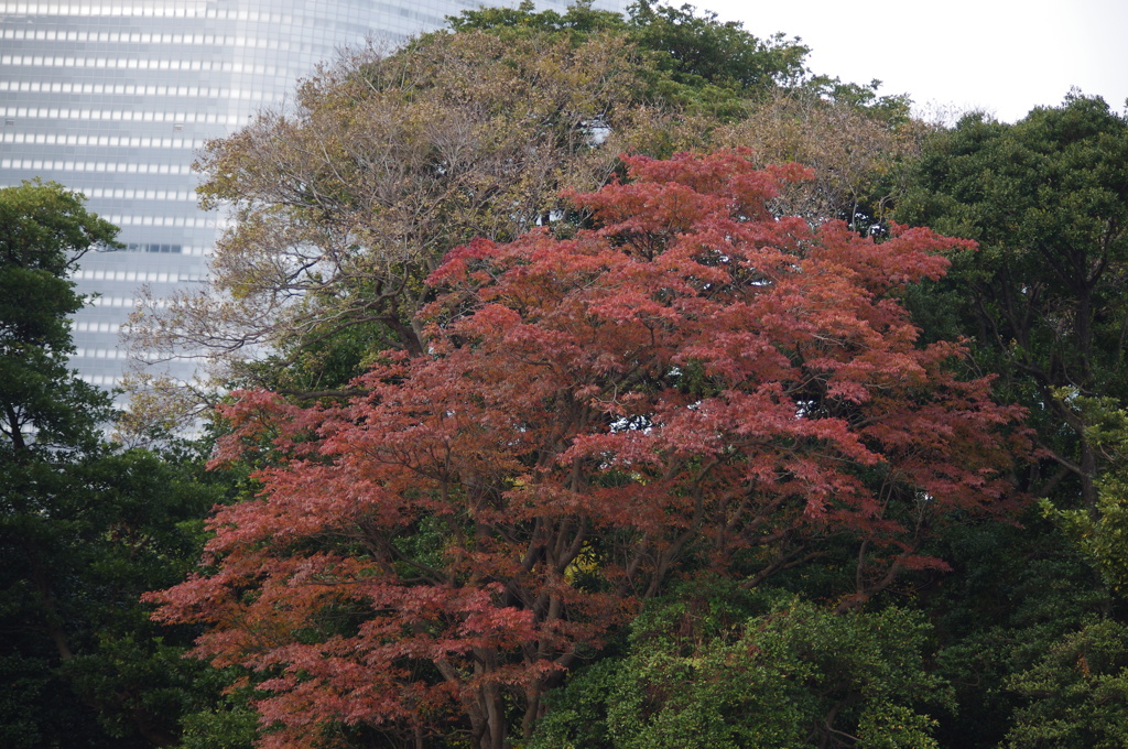 紅葉　2