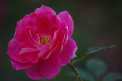 薔薇　9