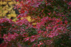 紅葉