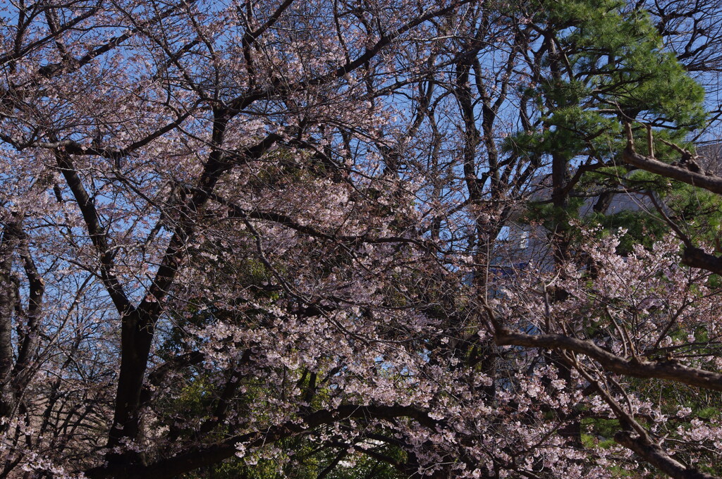 桜　5