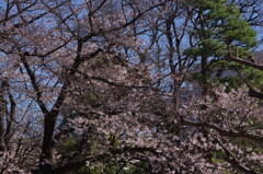 桜　5