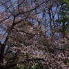 桜　5