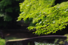 緑モミジ　　小石川後楽園