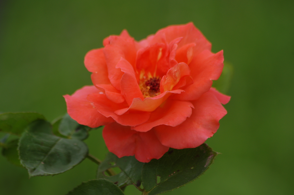 薔薇　4