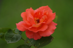 薔薇　4