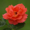 薔薇　4