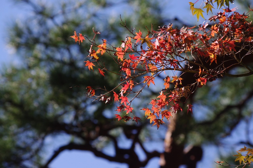 紅葉　1