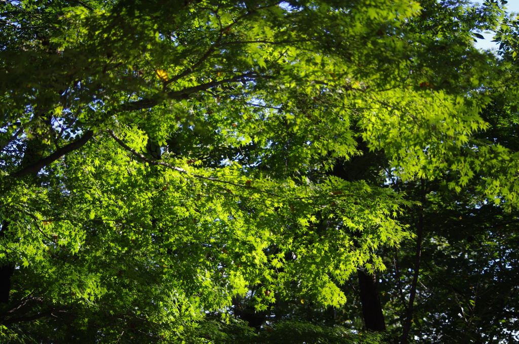 緑紅葉　飛鳥山公園　９月