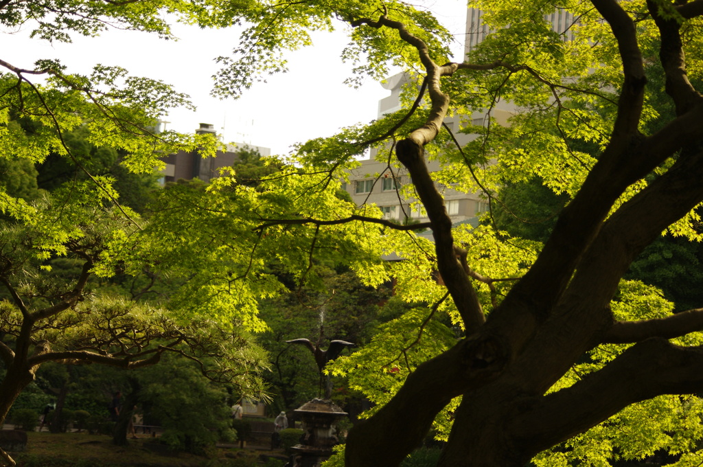 緑の池　日比谷公園