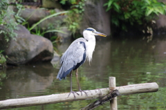 アオサギ　日比谷公園　９月