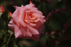 薔薇　19