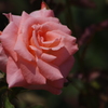 薔薇　19