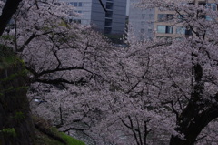 桜　1