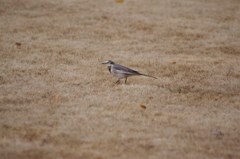 セキレイ　旧古川庭園　１２月