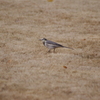 セキレイ　旧古川庭園　１２月