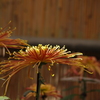 菊　2